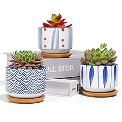 T4u succulent planter for sale  Delivered anywhere in USA 