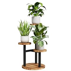 Bamworld tier plant for sale  Delivered anywhere in USA 