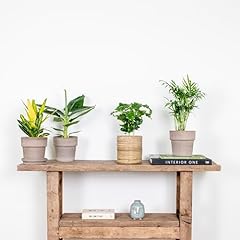 Mélange plantes intérieur d'occasion  Livré partout en France