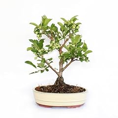 Kentis bonsai melo usato  Spedito ovunque in Italia 