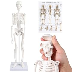 Efuturetime modello anatomico usato  Spedito ovunque in Italia 