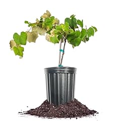 Perfect plants mars for sale  Delivered anywhere in USA 