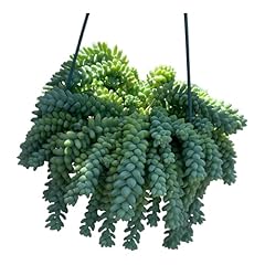 Sedum morganianum burro for sale  Delivered anywhere in USA 
