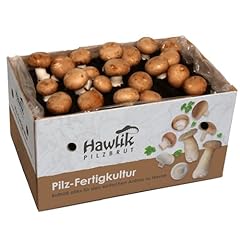 Hawlik pilzbrut xxl d'occasion  Livré partout en Belgiqu