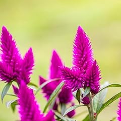 Celosia deep purple gebraucht kaufen  Wird an jeden Ort in Deutschland