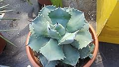 Agave potatorum vaso usato  Spedito ovunque in Italia 