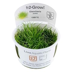 Tropica grow eleocharis usato  Spedito ovunque in Italia 