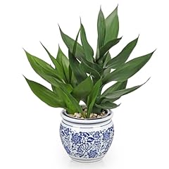 Arborus plante bambou d'occasion  Livré partout en France