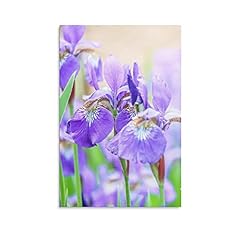 Purple iris flower for sale  Delivered anywhere in USA 