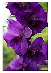 10x gladioli purple for sale  Delivered anywhere in UK