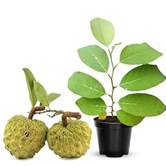 Annona squamosa tree for sale  Delivered anywhere in USA 