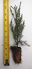 Germinazione semi giant for sale  Delivered anywhere in UK