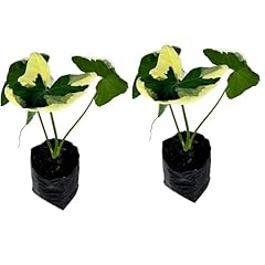Leal plants ecuador for sale  Delivered anywhere in USA 