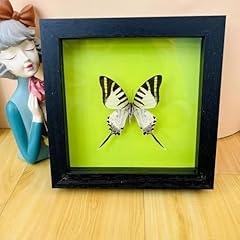 Taxidermy mounted frame for sale  Delivered anywhere in UK