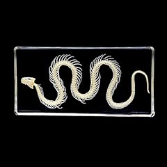 Taxidermy snake bones for sale  Delivered anywhere in UK