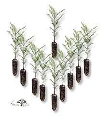 Generic coast redwood for sale  Delivered anywhere in USA 