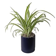 Easy grow spider for sale  Delivered anywhere in USA 