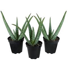 Aloe vera plant for sale  Delivered anywhere in USA 