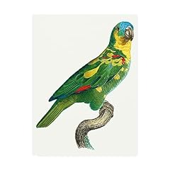 Barraband parrot tropics for sale  Delivered anywhere in USA 