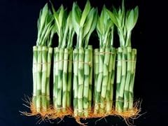 Stalks inches straight for sale  Delivered anywhere in USA 