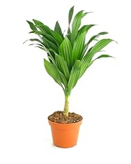 Shop succulents dracaena for sale  Delivered anywhere in USA 