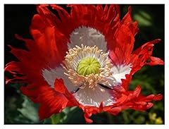 Seeds papaver somniferum for sale  Delivered anywhere in UK