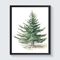 Fraser fir tree for sale  Delivered anywhere in USA 