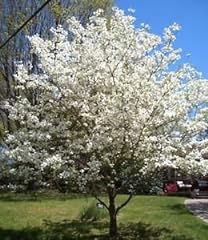 White dogwood size for sale  Delivered anywhere in USA 