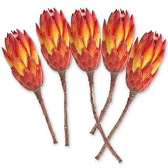 Protea trockenblumen range gebraucht kaufen  Wird an jeden Ort in Deutschland