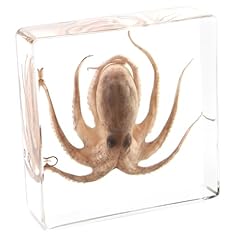 Real taxidermy octopus for sale  Delivered anywhere in USA 