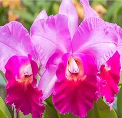 Hawaiian cattleya orchid for sale  Delivered anywhere in USA 