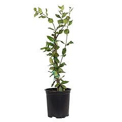 Star jasmine large for sale  Delivered anywhere in USA 