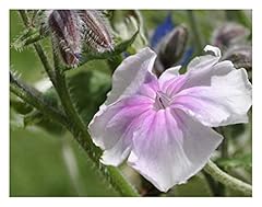 Premier seeds direct for sale  Delivered anywhere in UK