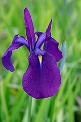 Lincolnshire pond plant for sale  Delivered anywhere in UK