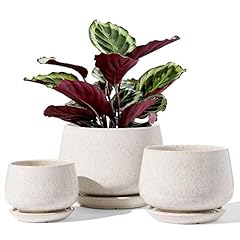 Tauci plant pots for sale  Delivered anywhere in USA 