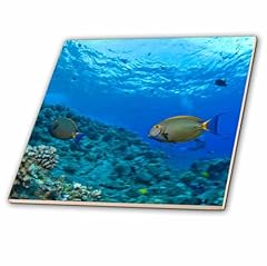 3drose 89954 fish for sale  Delivered anywhere in USA 