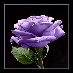 Purple rose rosa for sale  Delivered anywhere in USA 