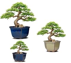 Vaso bonsai ceramica usato  Spedito ovunque in Italia 