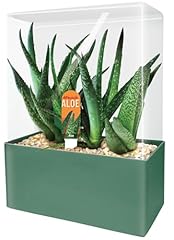 Grow aloe plant for sale  Delivered anywhere in USA 