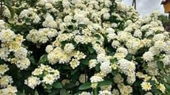 Bandana white lantana for sale  Delivered anywhere in USA 