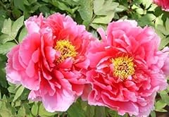 Peony seeds fragrant for sale  Delivered anywhere in USA 