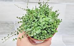 String turtles peperomia for sale  Delivered anywhere in USA 