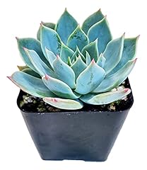 Live blue echeveria for sale  Delivered anywhere in USA 