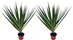 Madagascar dragon trees for sale  Delivered anywhere in USA 