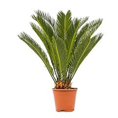 Plants cycas revoluta gebraucht kaufen  Wird an jeden Ort in Deutschland