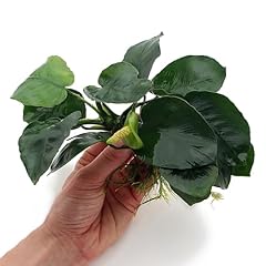 Anubias barteri live for sale  Delivered anywhere in UK