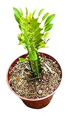 Foliagems live cactus for sale  Delivered anywhere in USA 