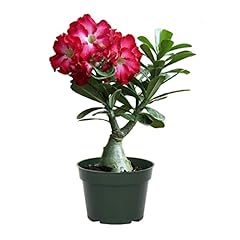American plant desert for sale  Delivered anywhere in USA 