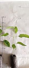 Superb catalpa catalpa for sale  Delivered anywhere in UK