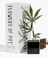 Inch fake weed for sale  Delivered anywhere in USA 